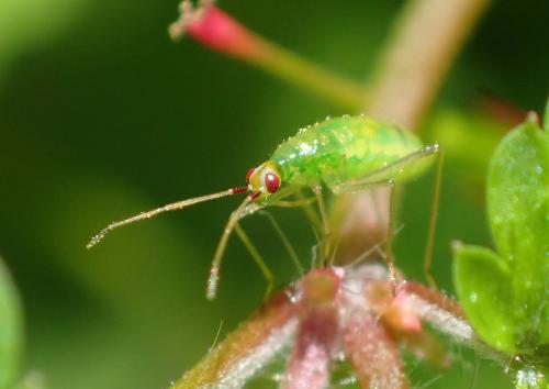 Réf. 261 444 : Dicyphus sp.